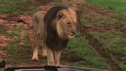 Roaring Lion Approaches Safari Group