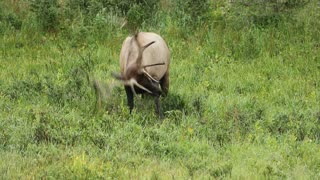 Bull Elk Rolling Around in the Grass