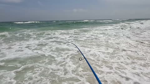 Beach was LOADED with fish!