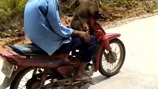 Monkey Rides Motorcycle