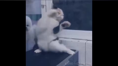 THIS CAT LOVES DANCING SOO MUCH