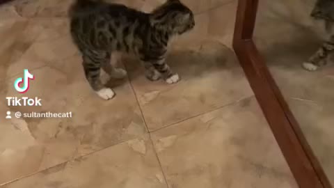 Cat sees himself for the first time at the mirror