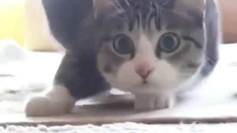 Cat dancer