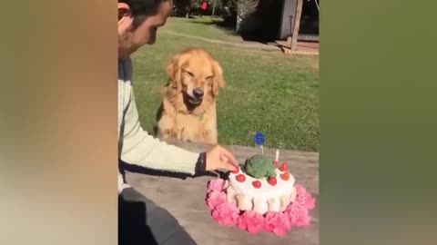 Little Dogs Reaction to Cutting Cake