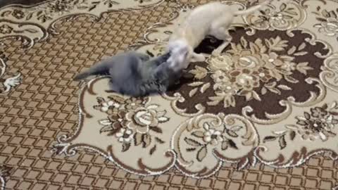 cat fight