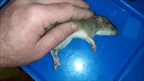 🐁 How to Revive Mammal From Hypoglycemic Shock/Coma