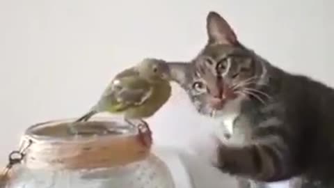 Bird and cat funny video