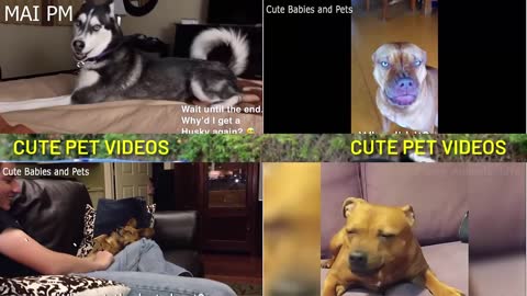 Cute Pet Videos Funny #1