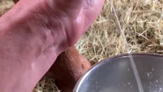 Another look at hand position for hand milking