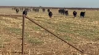 Running in pasture