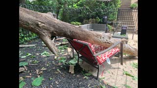 Quick-Footed Mother Escapes Falling Tree