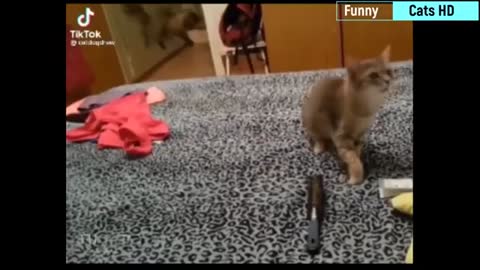 The Best Funny Cat Videos Of 2021