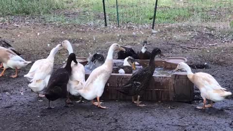 Ducks enjoying the water