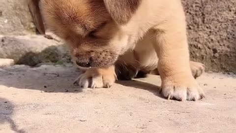 cutest body dog satisying funny animals videos