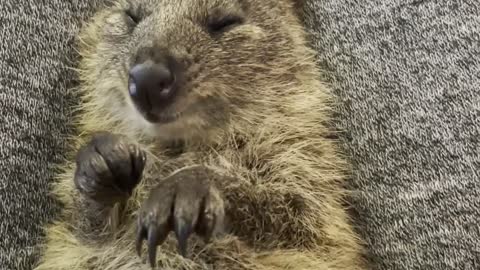 Snuggles with a Cute Quokka