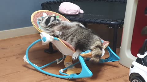 Raccoon is lying on the baby's reclined cradle, breathing softly.