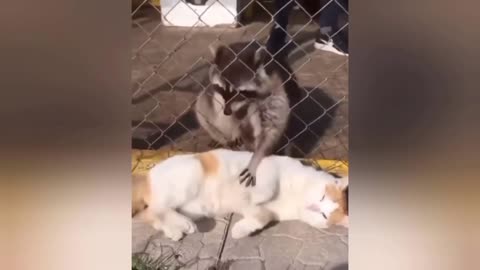 Kitten gets massage from a different coleague