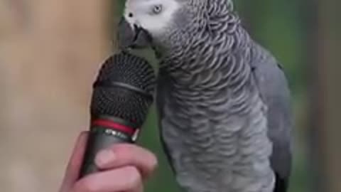 A bird that imitates the sounds of animals wonderfully