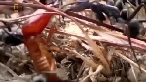 Nat Geo - Army Ants - BBC Wildlife Documentary