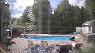 A BEAR, wakes up the guy relaxing by the Pool, Gets Scared and RUNS, SO FUNNY!!!