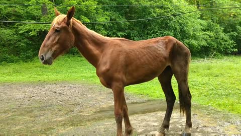 Rescuing horses from flooding and starvation