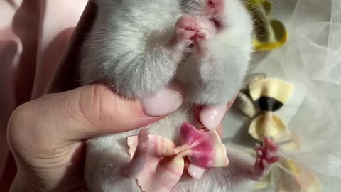 White rat being fed in hands FHD