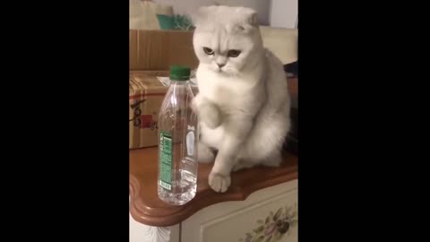 Top funny cat videos Part 2 - Try not to laugh