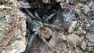 Furry Spider With Scurrying Babies