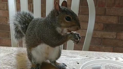 She likes the Cheerios 🐿️❤️