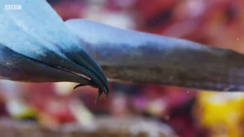 Cuttlefish Hypnotises Prey | Blue World | Mystery of Wildlife
