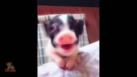 🔴Funny and Cute Piggy -