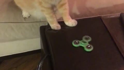 Orange kitten plays with fidget spinner