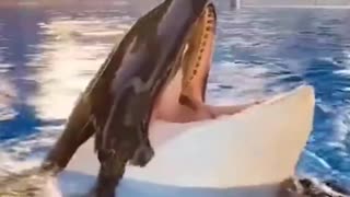 orca killer whale original sound