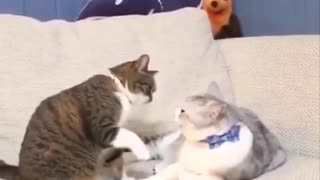 Funniest Cats 😹 - Don't try to hold back Laughter 😂 - Funny Cats Life (40)