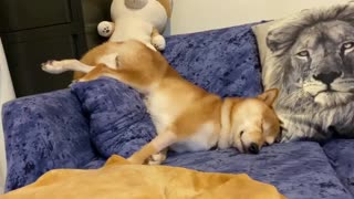 Funny Shiba Inu sleeps in totally awkward position