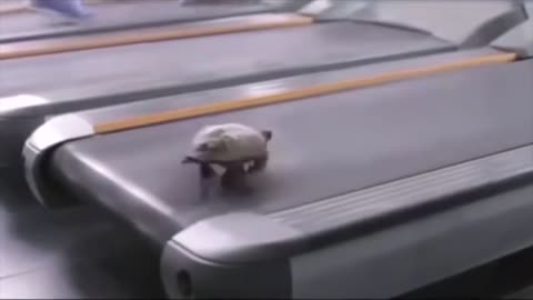 Turtle turns into ninja