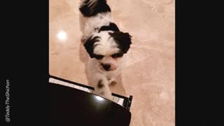 Cute Teddy Bear Dog Plays Piano