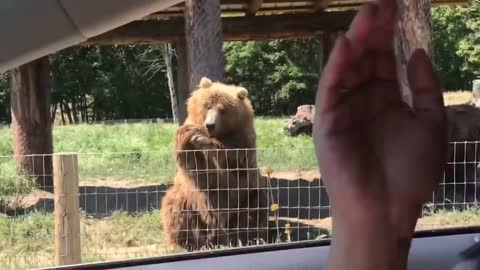 Waving bear shows off catching skills