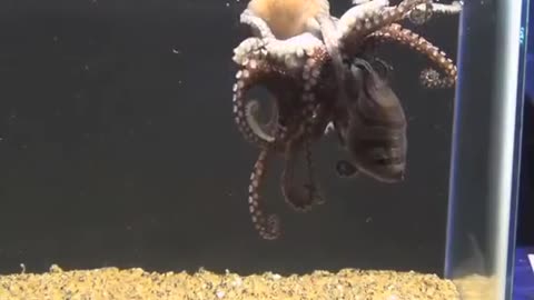 Larger Pacific Striped Octopus Mating