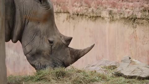 Close up Rhino eating grass in the wild