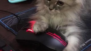 Kitty Claims Computer Mouse