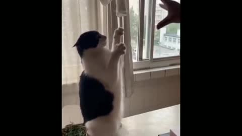 Funny cats and dogs videos, Funny cats videos 2021