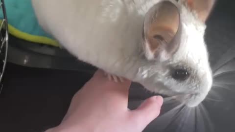 chinchilla goes to the vet