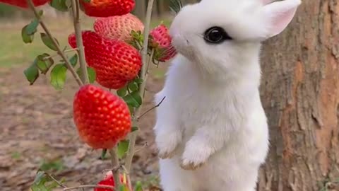 Cute Rabat Eating Strawberry | Animal funny Short Video |#2024