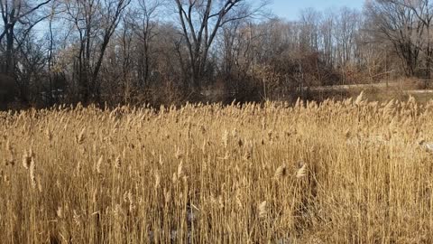 Wild Wheat Blowing In The Wind