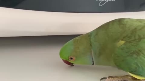 Birb Protects Microwave
