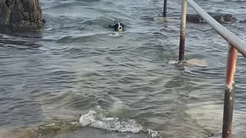 Dogs looks for Octopus friend to share ball