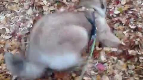 Puppy playing in leaves