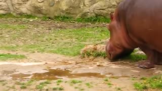 Hippo making a shit bomb
