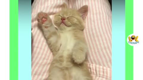 ute kittens meowing compilation | Funny kitten video | Kitten meowing #10